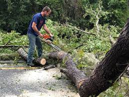 Trusted Delta, UT Tree Services Experts